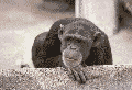 "No"  Monkey